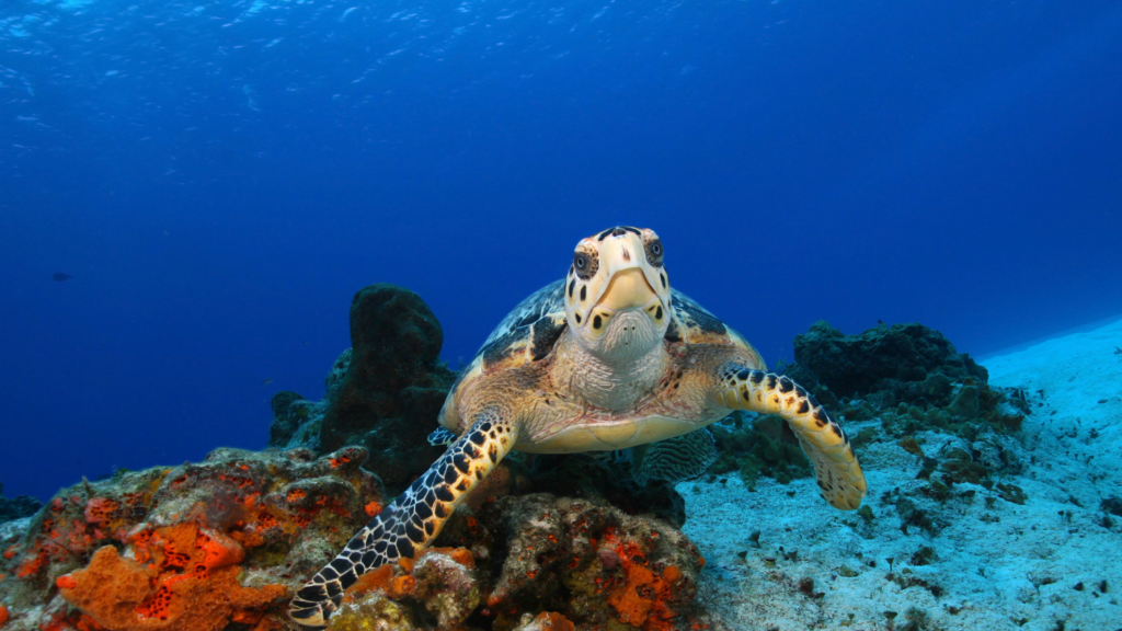 Hotels in Cozumel Resort Mexico